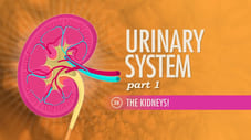 Urinary System, Part 1