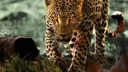 Livet blant leoparder