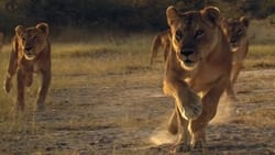 Lion Brothers: Cubs to Kings