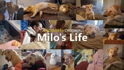 Milo's Life