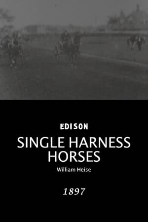 Single harness horses