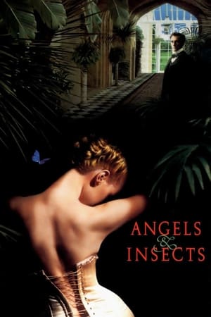 天使与昆虫