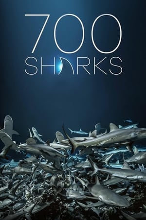 700 Köpekbalığı