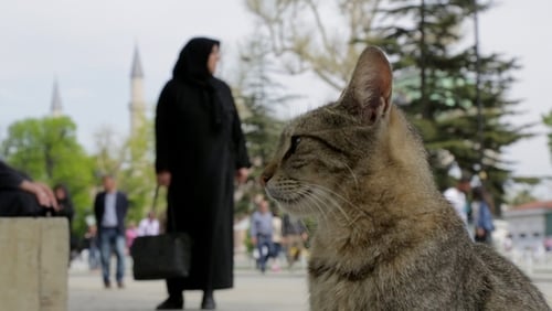 Οι Γάτες της Κωνσταντινούπολης