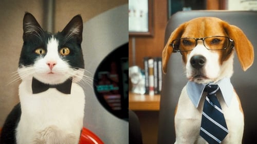 Como Cães e Gatos 2: A Vingança de Kitty Galore
