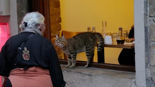 Οι Γάτες της Κωνσταντινούπολης