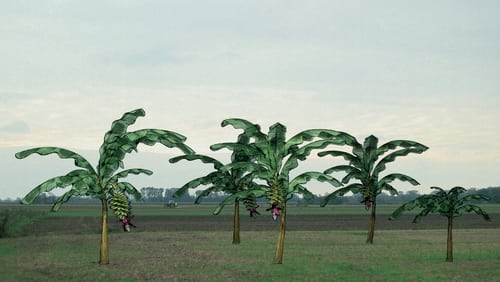 Von Bananenbäumen träumen