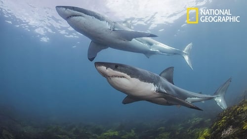 National Geographic : Grand requin blanc sous surveillance