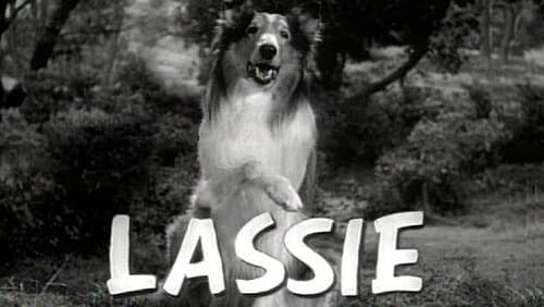 Lassie en péril