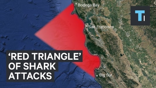 Shark Battleground: Red Triangle