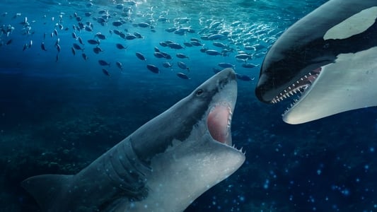 Orca Vs Witte Haai