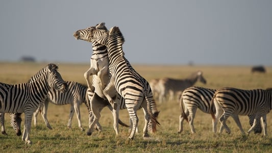 Nature: Great Zebra Exodus