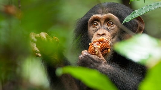Os Chimpanzés