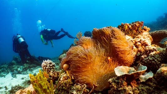 La Gran Barrera de Coral: la próxima generación