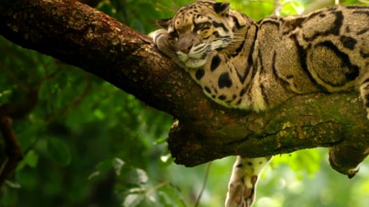 Inde, à la découverte du léopard