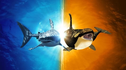 Depredadores del océano: Tiburón vs. Orca