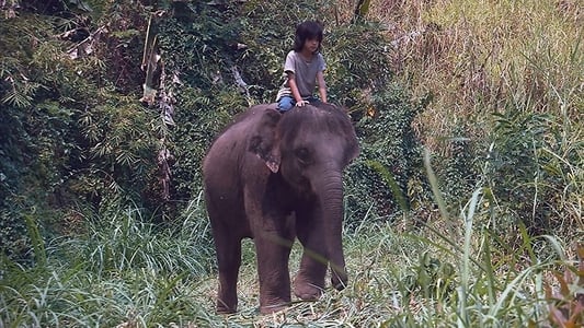 Barátom az elefántom