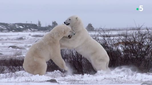 L'ours polaire: son odyssée