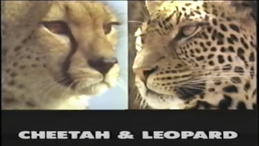 Predators of the Wild: Cheetah and Leopard