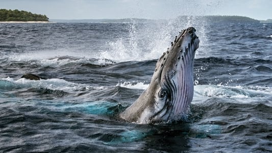 鲸鱼的秘密