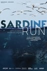 Sardine run, le plus grand festin de l'océan