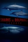Sharks Vs. Dolphins: Face Off