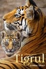 Tigrul