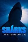 Sharks - The Big Five