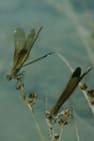Raumkonkurrenz bei der Prachtlibelle Calopteryx haemorrhoidalis