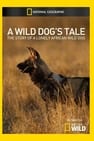 Solo: A Wild Dog's Tale