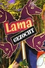 Lama Gezocht