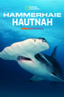 Hammerhaie Hautnah