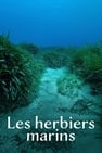 Les Herbiers marins : Précieuses sources de vie