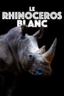 Le rhinocéros blanc